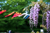 桜の次はこなた達:藤の花! 桜の次はこなた達:藤の花!