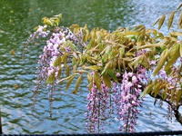 桜の次はこなた達:藤の花! 桜の次はこなた達:藤の花!