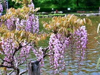 桜の次はこなた達:藤の花! 桜の次はこなた達:藤の花!