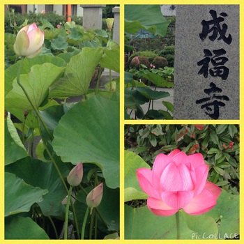 伊豆の国 成福寺の蓮花