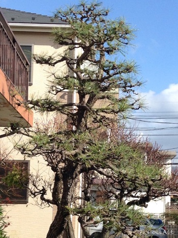 お正月の寄せ植え