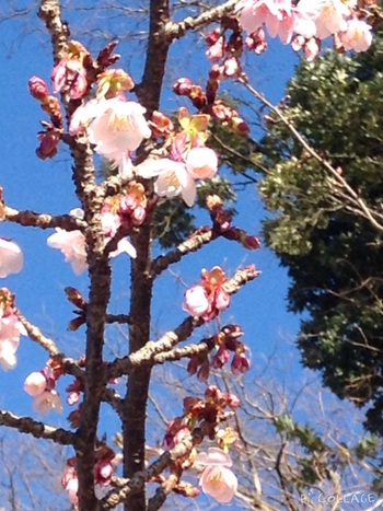 伊豆の国桜が咲き始めました
