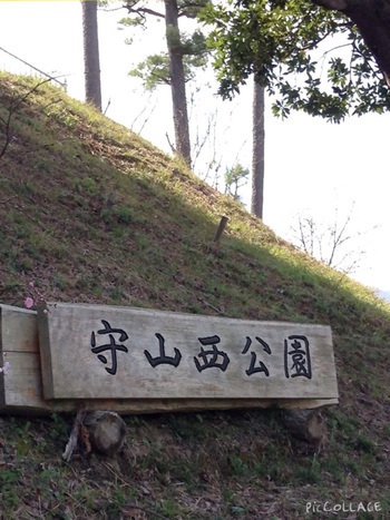 伊豆の国桜が咲き始めました