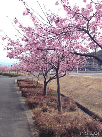 河津桜が満開