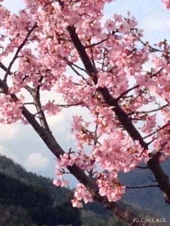 河津桜が満開