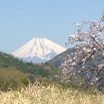 今日の富士山桜は五分咲き