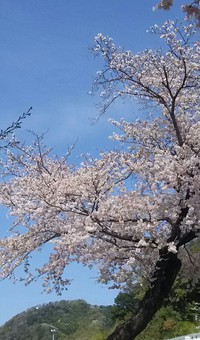 狩野川桜公園の桜が満開