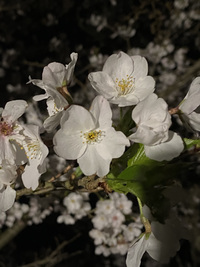 松崎町の夜桜