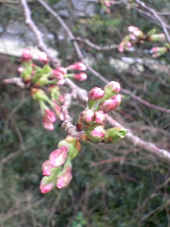 大瀬の桜