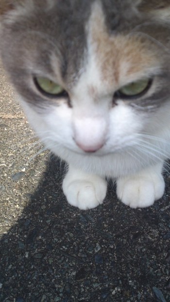 ねこちゃんにあったので