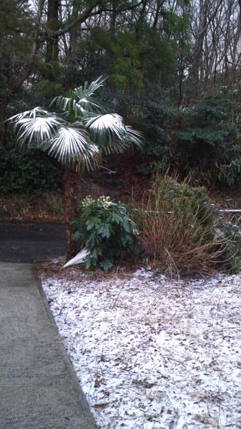 雪なんですけど。