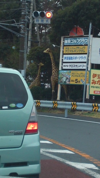 この辺から雪