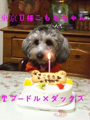 こももパパがブログ始められました!