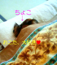 富士☆S様☆モカちゃんチョコちゃんマーブルちゃん