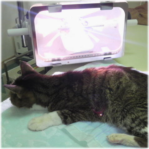 19歳の猫★りりちゃんのたくましさ
