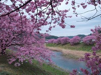 南の桜と「酒匠蔵しばさき」