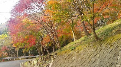 須津川渓谷の紅葉が見ごろでした。 須津川渓谷の紅葉が見ごろでした。