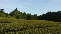 茶畑レストランは8月お休みします