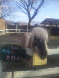午年ですね