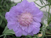 お花・樹木・資材販売