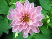 お花・樹木・資材販売