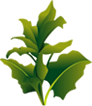 野草茶 ヤーコン茶