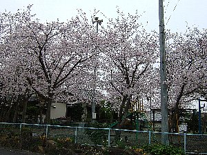 沼津プチ桜名所-5
