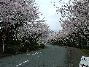 沼津プチ桜名所-5