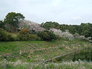 沼津プチ桜名所-5