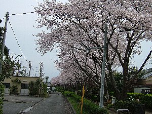 沼津プチ桜名所-2