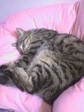 にほんブログ村 ライフスタイルブログ 海辺の暮らしへ