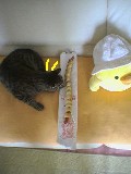 にほんブログ村 ライフスタイルブログ 海辺の暮らしへ
