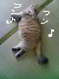 にほんブログ村 ライフスタイルブログ 海辺の暮らしへ