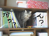 にほんブログ村 ライフスタイルブログ 海辺の暮らしへ