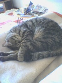 にほんブログ村 ライフスタイルブログ 海辺の暮らしへ