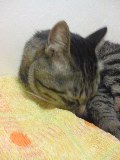 にほんブログ村 ライフスタイルブログ 海辺の暮らしへ
