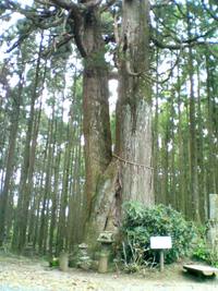 21世紀の森
