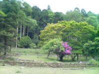 21世紀の森