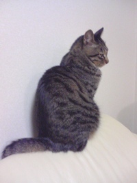 入院しました。