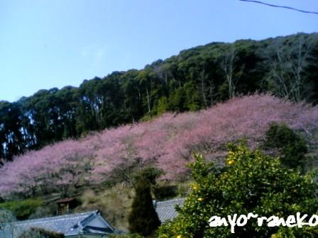 蓮台寺の桜