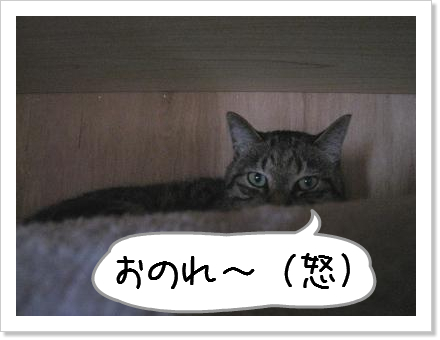 お宮参りのお写真