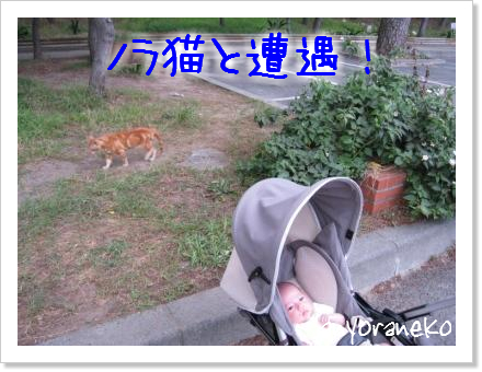 弓ヶ浜へお散歩