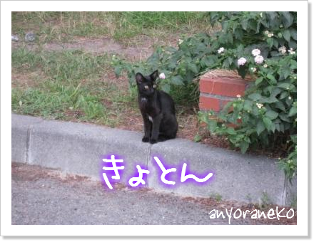 弓ヶ浜へお散歩