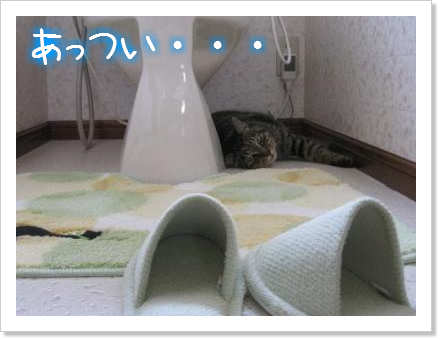 うわぁ~い♪