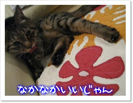 涼しくてグゥ~