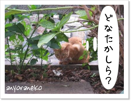 ペリーロードをお散歩