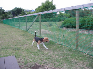 デビュー Dog Field ♫