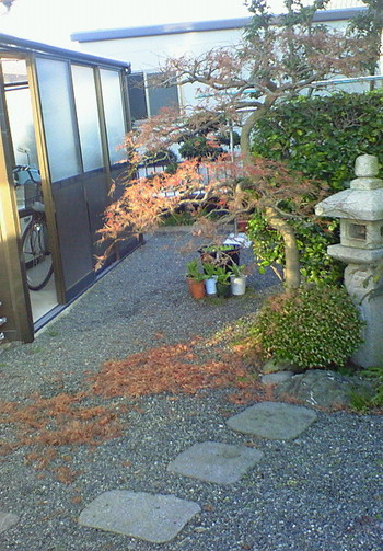 我が家の庭も冬本番