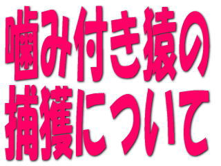 噛み付き猿の捕獲について