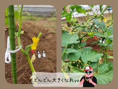 ちょっとずつ育ってる?! ちょっとずつ育ってる?!